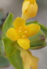 Gnidia styphelioides