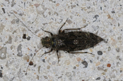 Nimbopsocus australis