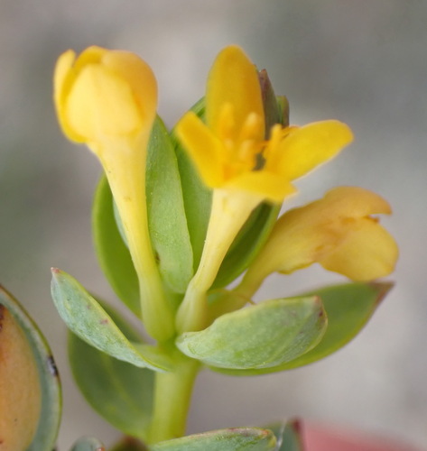 Image of Prickly Capesaffron (Gnidia styphelioides) by (c) Nicola van Berkel, some rights reserved (CC BY-SA)