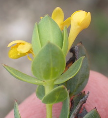 Gnidia styphelioides