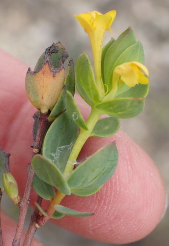 Image of Gnidia styphelioides by (c) Nicola van Berkel, some rights reserved (CC BY-SA)