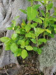 Tracheophyta