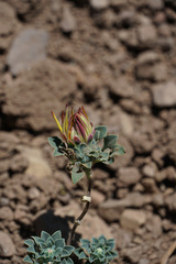 Chaetanthera glabrata