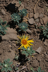 Chaetanthera glabrata