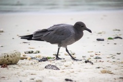 Leucophaeus fuliginosus