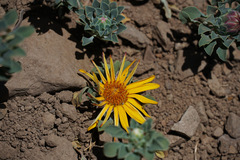 Chaetanthera glabrata