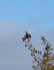 Columba palumbus palumbus