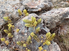 Veronica pinguifolia