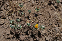 Chaetanthera glabrata