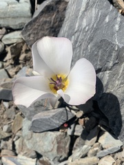 Calochortus panamintensis