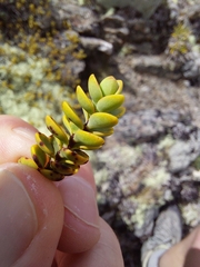 Veronica pinguifolia