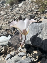 Calochortus panamintensis