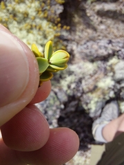 Veronica pinguifolia