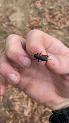 Gryllus pennsylvanicus