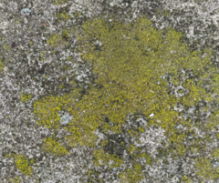 Candelariella efflorescens