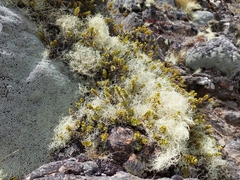 Veronica pinguifolia