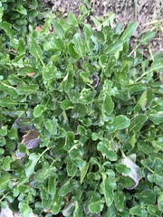Barbarea