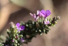 Muraltia macropetala