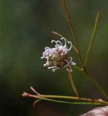 Grevillea linearifolia