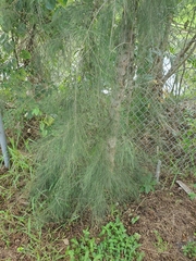 Casuarina