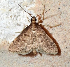 Steniodes declivalis