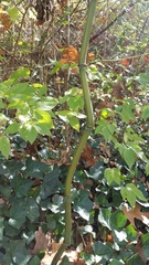 Phyllostachys aureosulcata