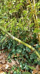 Phyllostachys aureosulcata