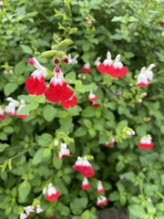 Angiospermae