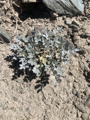 Astragalus mohavensis