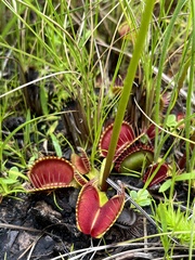 Dionaea muscipula