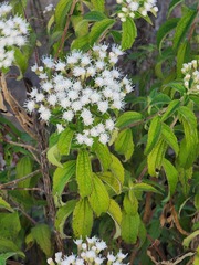 Ageratina brevipes