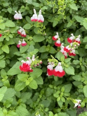 Angiospermae