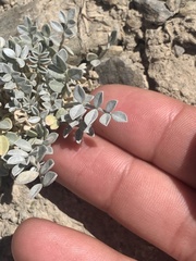 Astragalus mohavensis