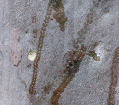 Triboniophorus graeffei