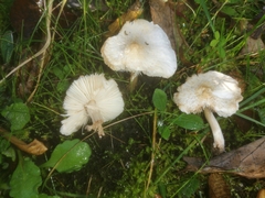 Lepiota
