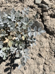 Astragalus mohavensis