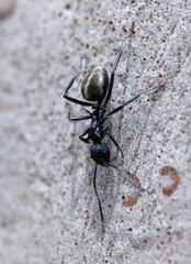 Dolichoderus clarki