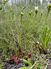 Dionaea muscipula