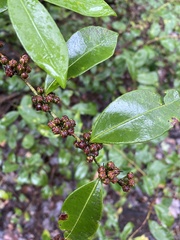 Lyonia