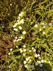 Lachnaea densiflora
