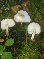 Lepiota