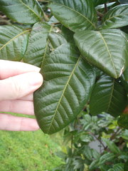 Alectryon excelsus grandis