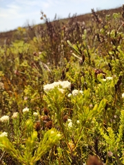 Lachnaea densiflora