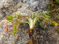 Chaerophyllum colensoi