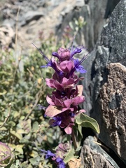 Salvia pachyphylla