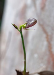 Cryptostylis erecta
