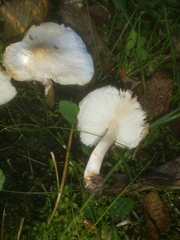 Lepiota