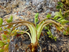 Chaerophyllum colensoi