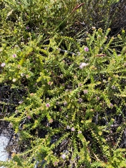 Diastella divaricata divaricata