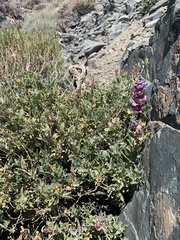Salvia pachyphylla